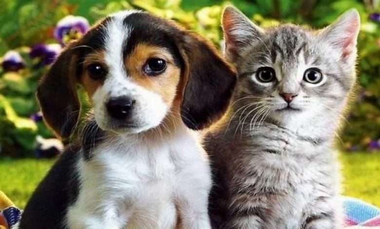 Cães E Gatos Saudáveis Não Poderão Ser Sacrificados,Foto, Reprodução,Redes Sociais