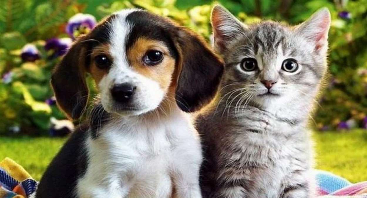 Cães E Gatos Saudáveis Não Poderão Ser Sacrificados,Foto, Reprodução,Redes Sociais