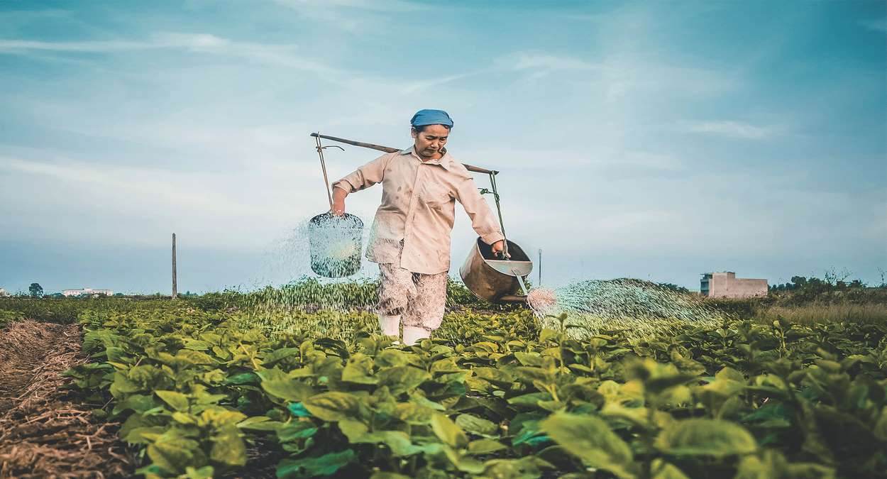 Fazenda [imagem Ilustrativa] Foto, Unsplash, Hưng Nguyễn Việt