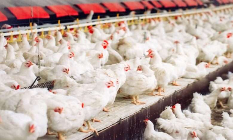 O Brasil é um dos grandes exportadores de carne de frango | Foto: Shutterstock