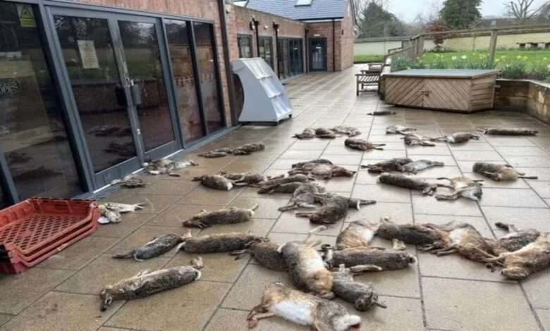 Dezenas De Animais Mortos São Espalhados Em Cidade Da Inglaterra